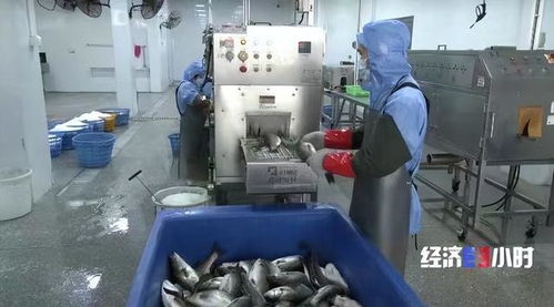 珠海打造“年魚之都” 預制菜產業年產值超1.5億元，紡織業協同發展